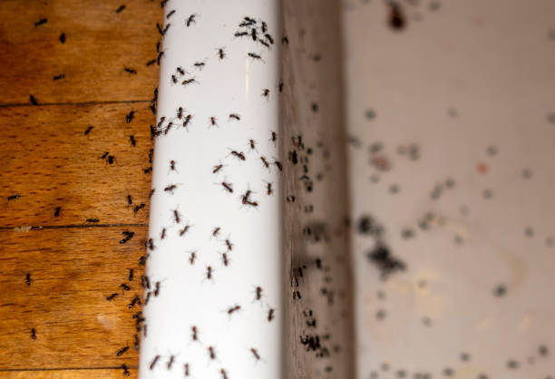 Best Wasp Removal Services  in Las Animas, CO
